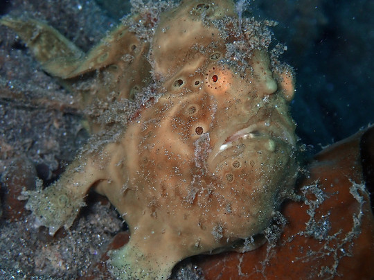 黑沙潜水疗养酒店主图