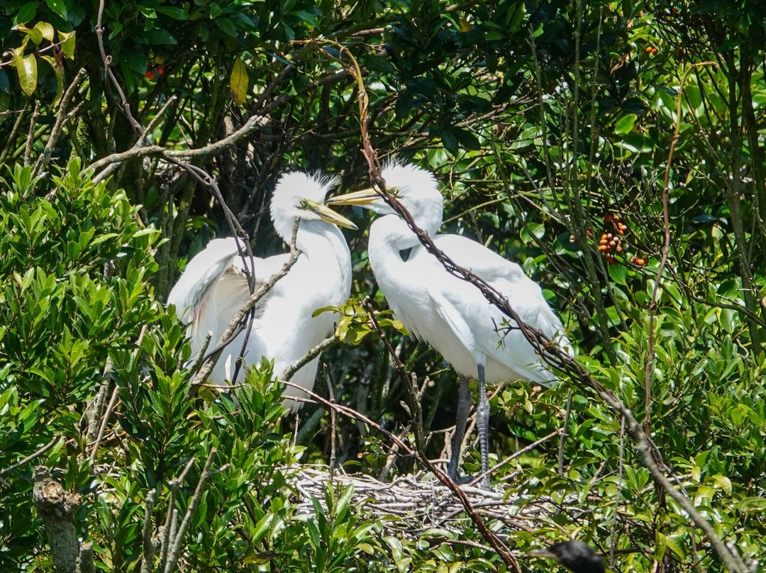 苍鹭保护区-Whataroa必去景点