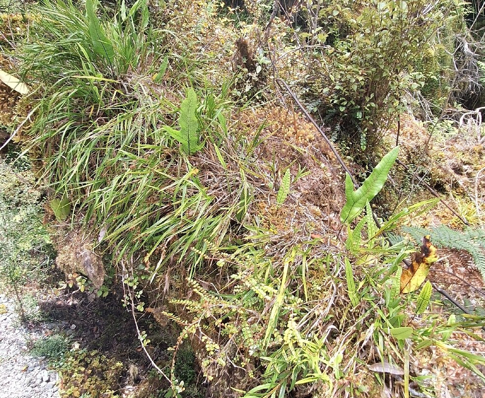 苍鹭保护区-Whataroa必去景点