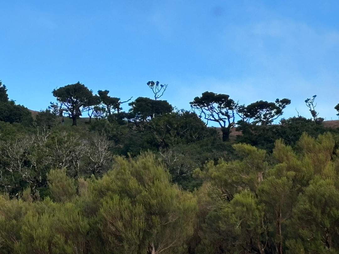 Posto Florestal Fanal-莫尼什港必去景点