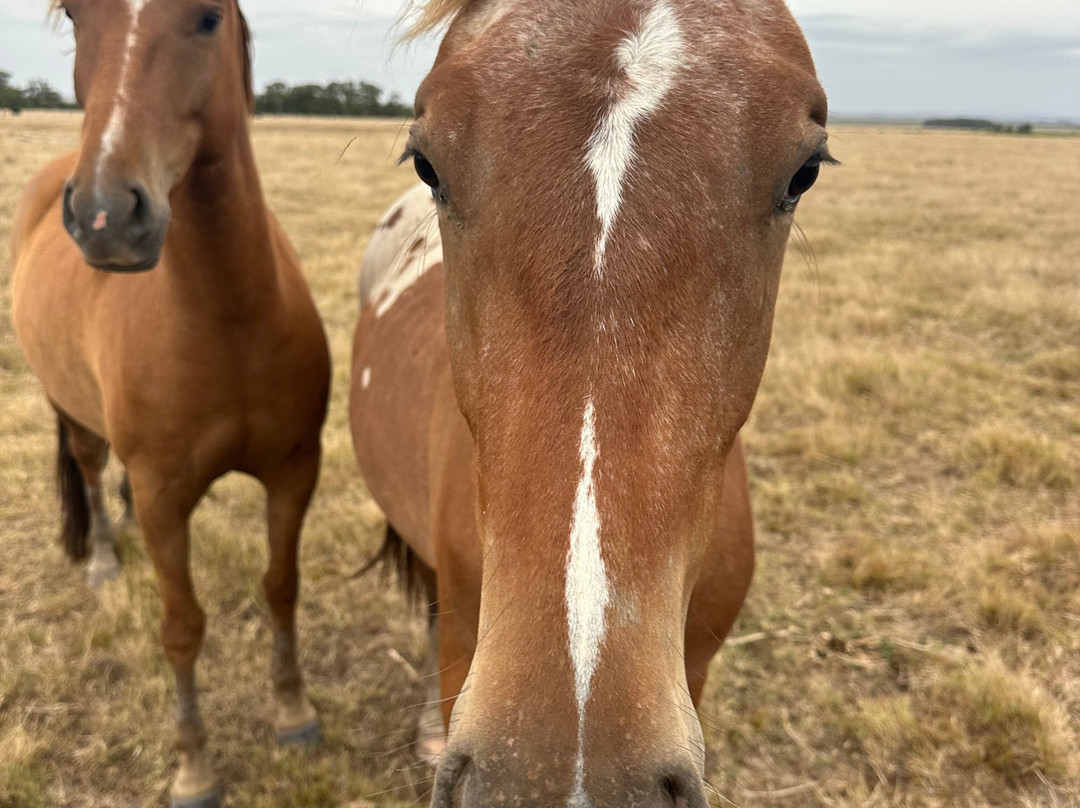 Eco Equus Cabalgatas-La Pedrera必去景点