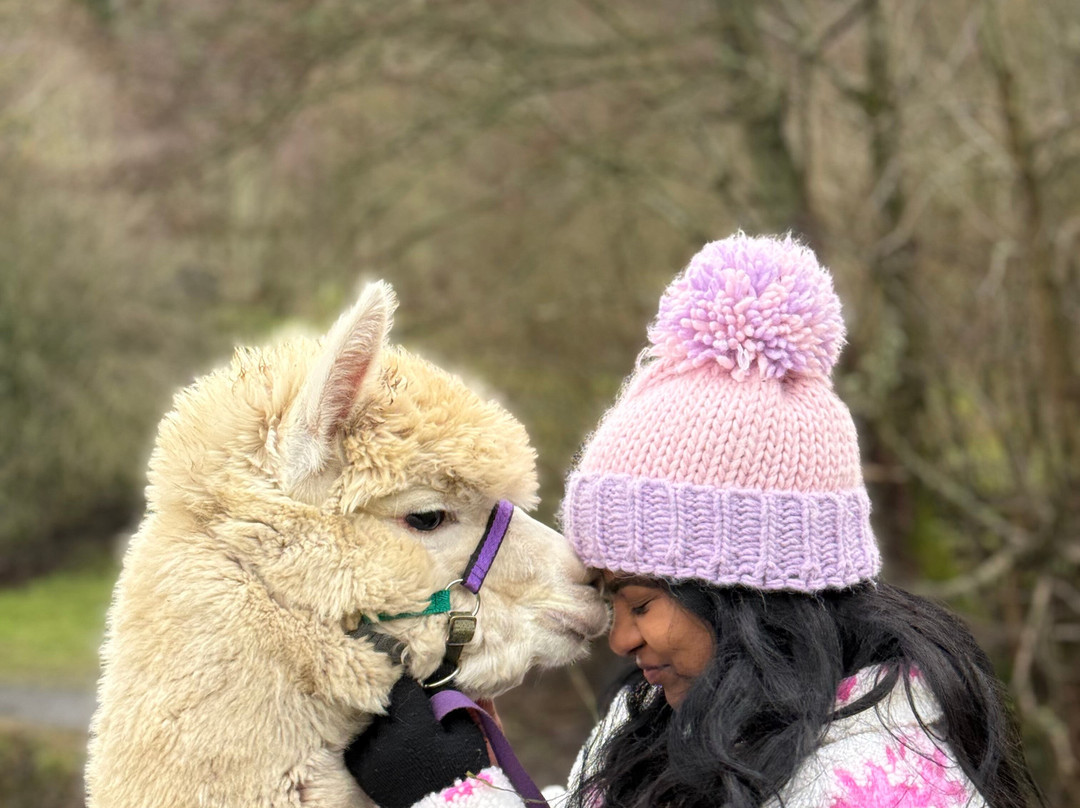 BobCat Alpacas-爱丁堡必去景点
