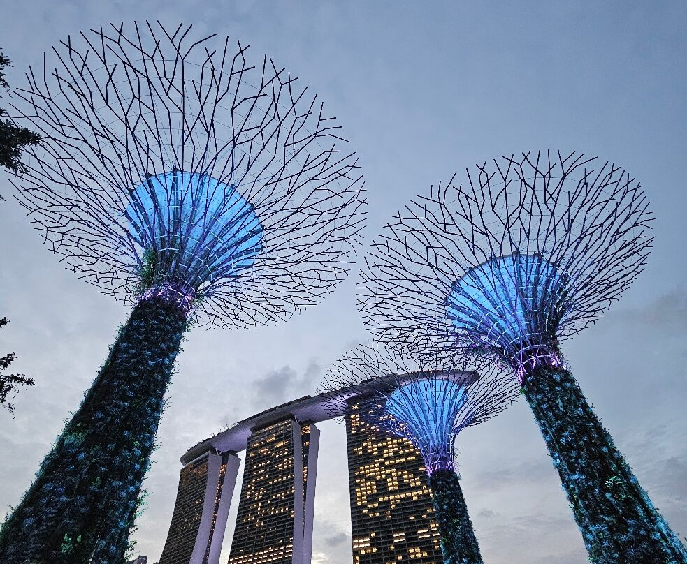擎天树丛-新加坡必去景点