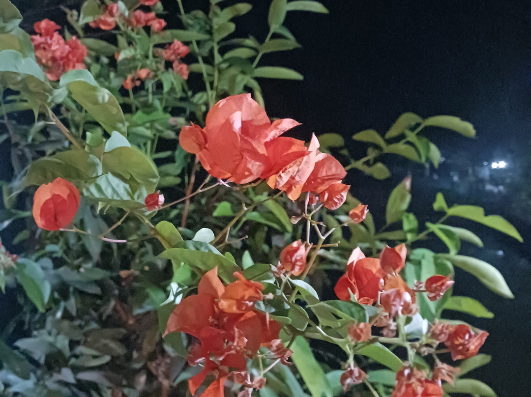 Sundarban Beckons-Gosaba必去景点