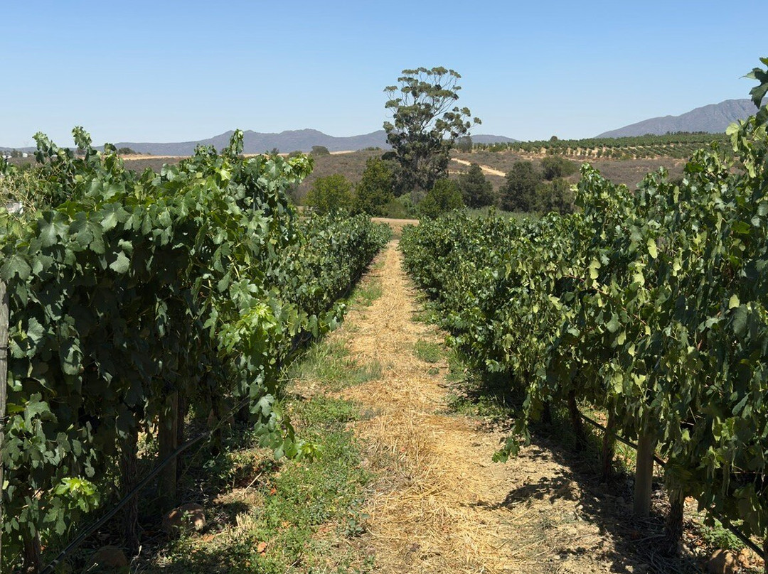 曼利葡萄酒小屋主图