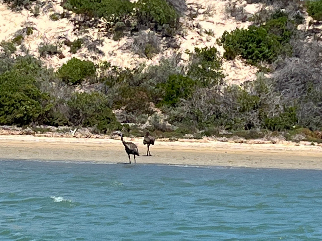 Spirit of the Coorong Cruises-Goolwa必去景点