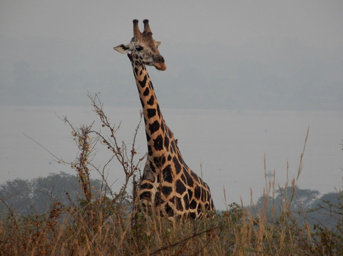 Diddy Safaris Uganda-坎帕拉必去景点