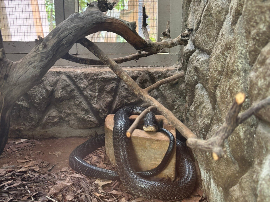 The Watamu Snake Farm-瓦塔木必去景点