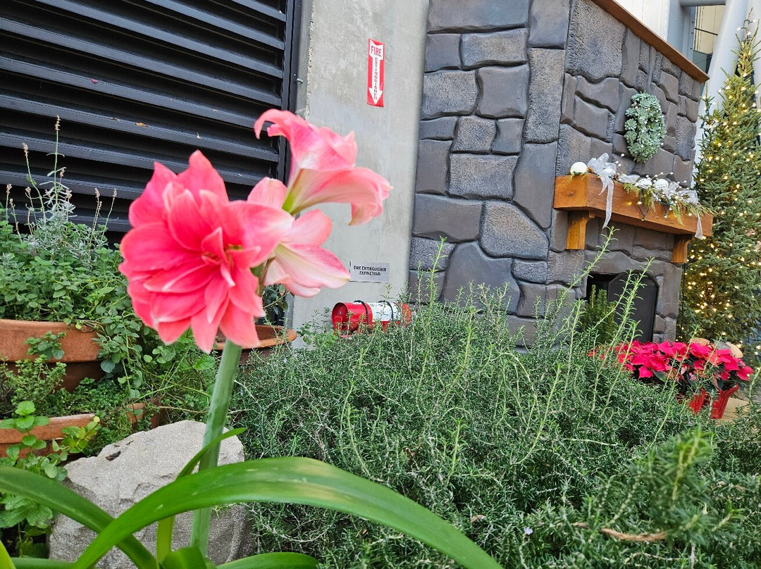 The Leaf-温尼伯必去景点