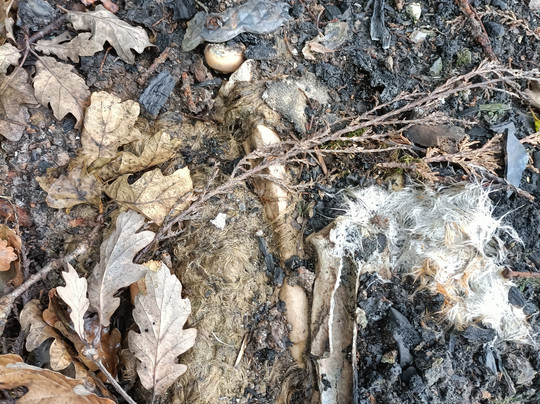 Alpaca Sanctuary-Pontardawe必去景点