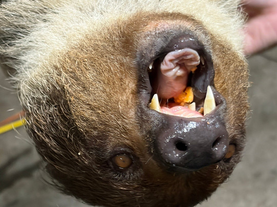 Rainforest Adventures-塞维尔维尔必去景点