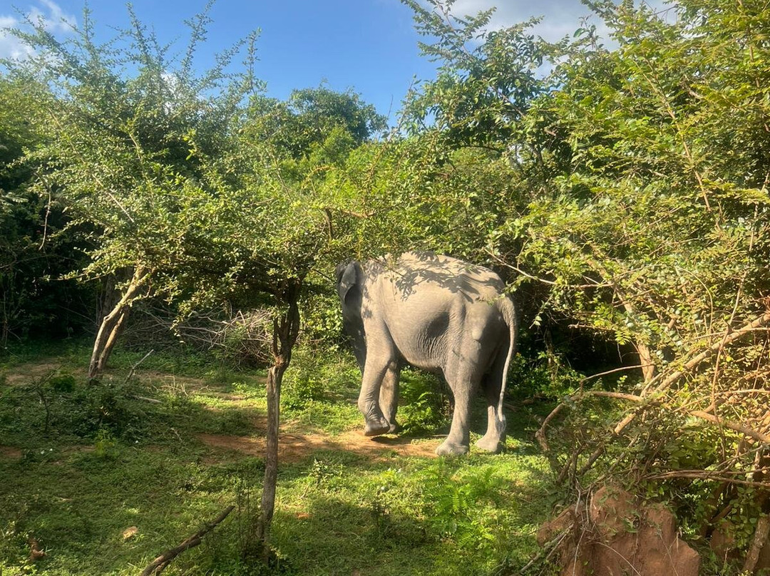 Zion Lanka Tours-Katana必去景点