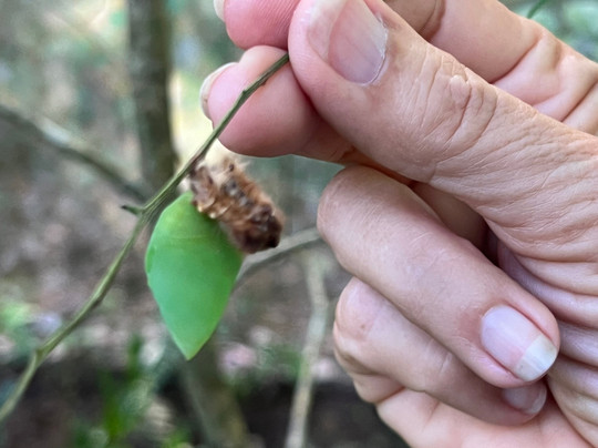 Royal Butterflies-哈科必去景点