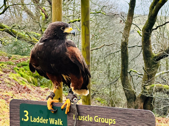Lake District Falconry-温德米尔必去景点