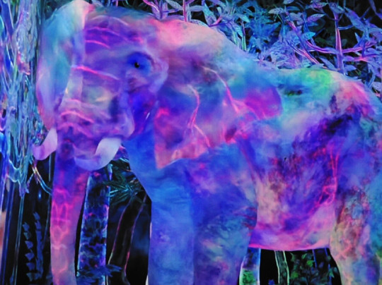 teamLab Planets TOKYO-Toyosu必去景点