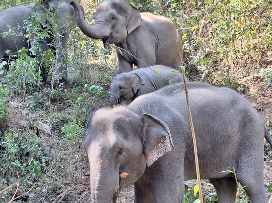 Karen Hilltribe Elephant Sanctuary-Mae Win必去景点