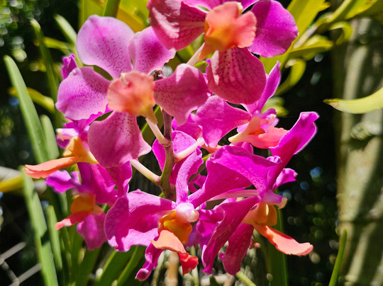 National Orchid Garden-莫尔兹比港必去景点