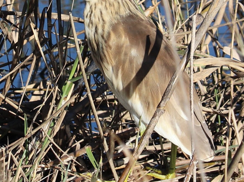 Discovering Donana-El Rocio必去景点