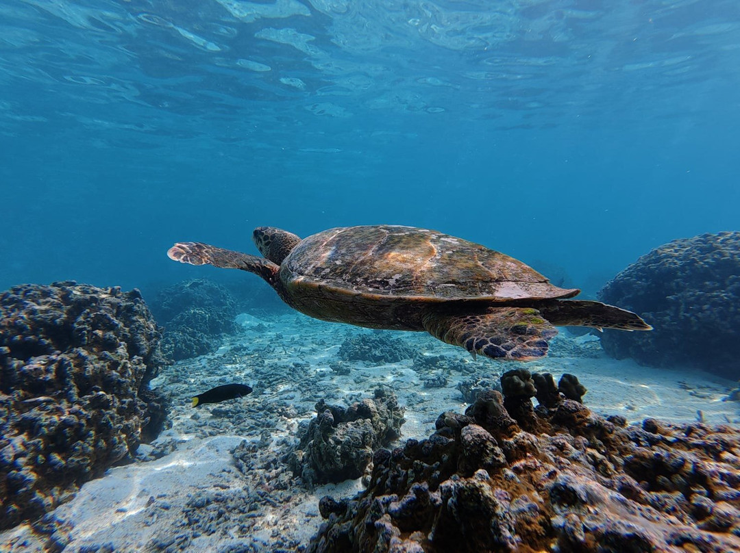 Papa Fish Excursions-乌库拉斯必去景点