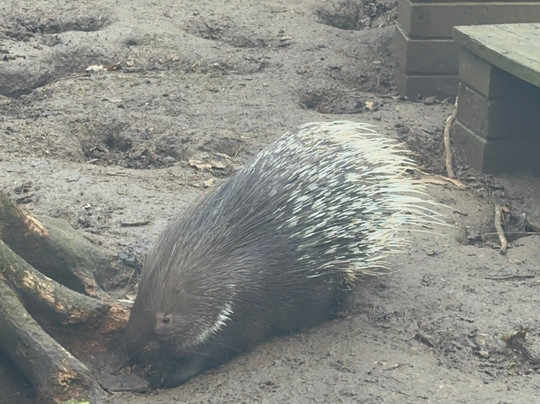 Bridlington Animal Park-布里德灵顿必去景点