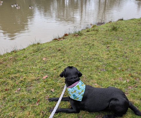 Painshill-科巴姆必去景点