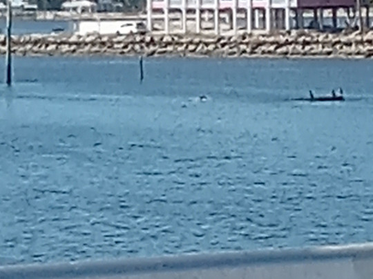 Cedar Key Adventures-锡达礁必去景点