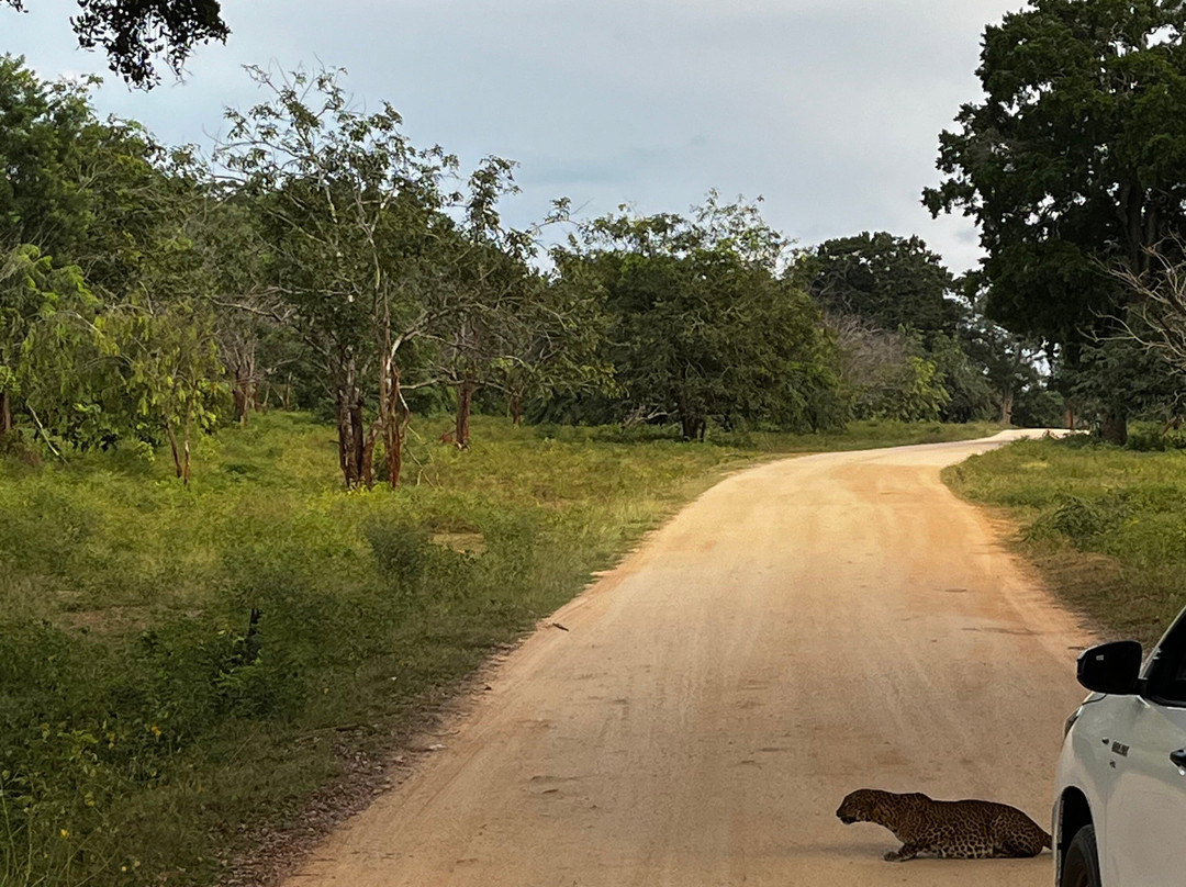 Sudu Yala Tusker Safari-蒂瑟默哈拉默必去景点
