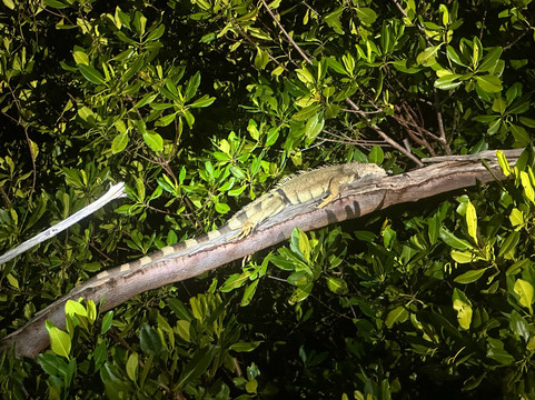 BioIsland-Cabezas必去景点