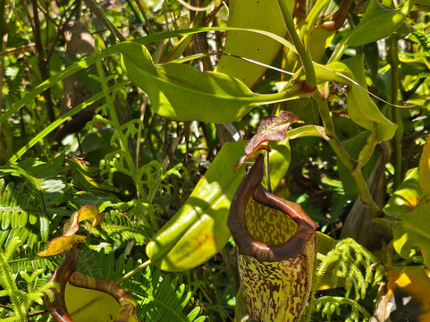 Safari Tours & Travel-万鸦老必去景点