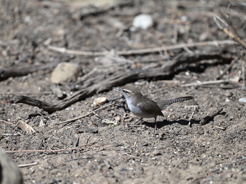 Falcon State Park-Roma必去景点