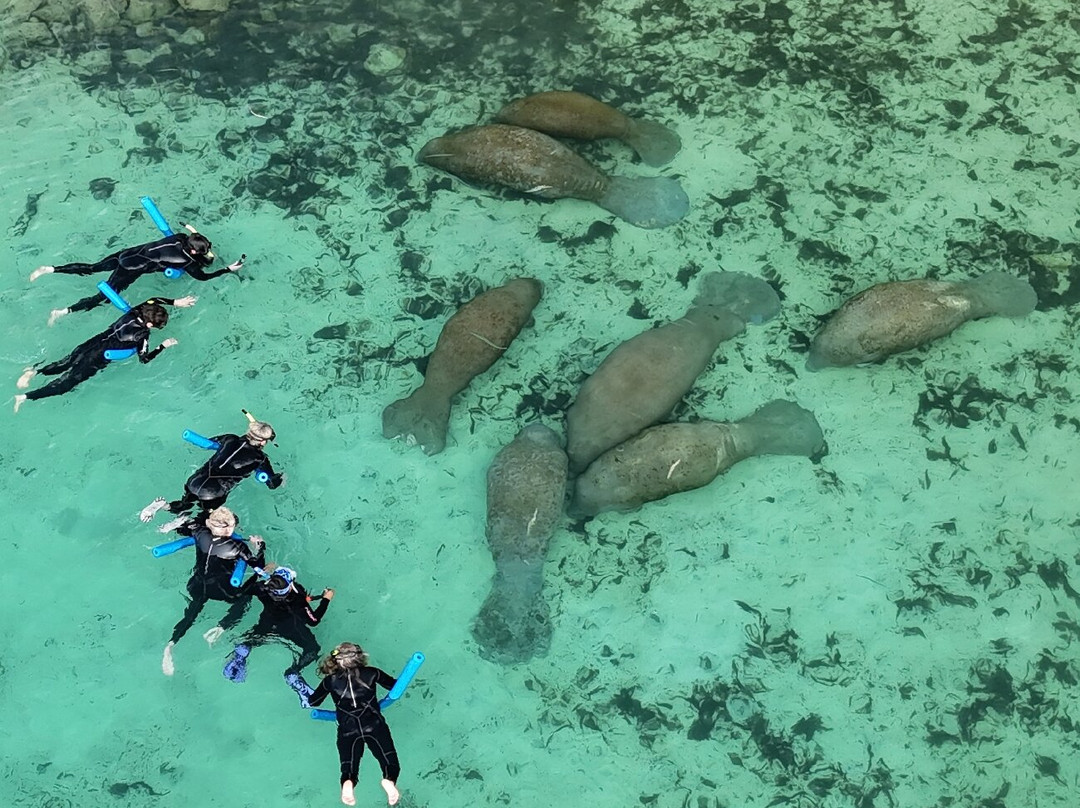 Salty Siren Tours and Charters-克里斯特尔里弗必去景点