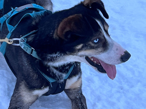 Kvaløya Husky-特罗姆瑟必去景点