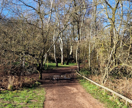 Sherwood Forest-诺丁汉郡必去景点