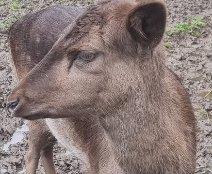 Wingham Wildlife Park-Wingham必去景点