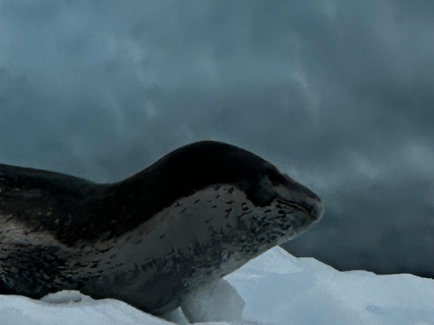 Poseidon Expeditions-迈阿密必去景点