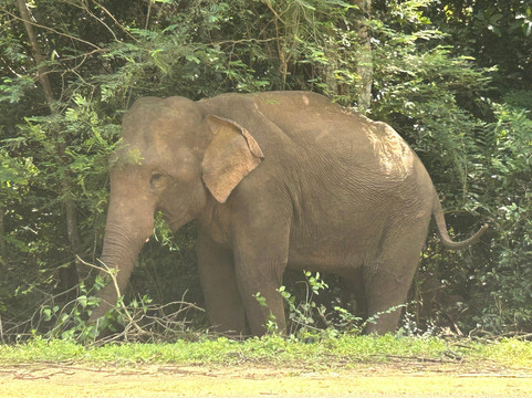 Rock Lanka Tours-Ja Ela必去景点