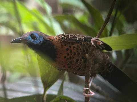 Birding Pipeline Panama-甘博阿必去景点