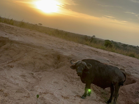 Walters Tours Uganda-坎帕拉必去景点