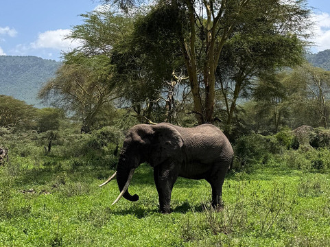 Marjorie et Filbert Safaris-阿鲁沙必去景点