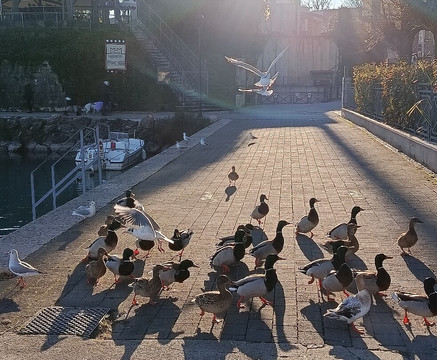 Lungolago Mazzini-佩斯基耶拉德尔加尔达必去景点