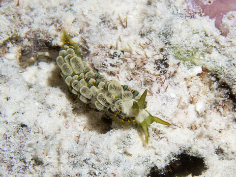 DivePoint Rannalhi-绚丽岛必去景点