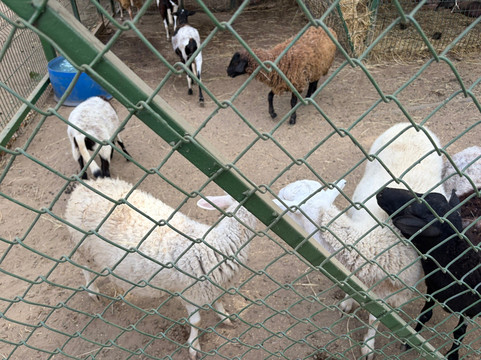 The Monkey Farm-Playa Ocotal必去景点