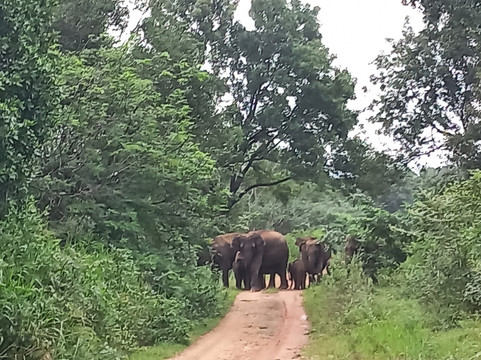 Tour In Lanka-尼甘布必去景点