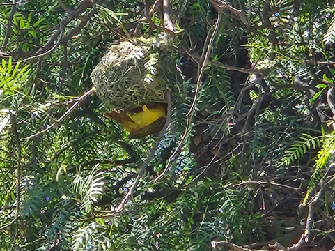 Daniell Cheetah Project-Kirkwood必去景点