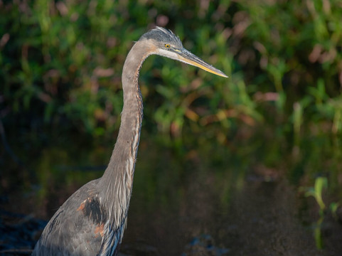 Circle B Bar Reserve-莱克兰必去景点