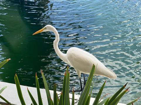 Marie Selby Botanical Gardens-萨拉索塔必去景点