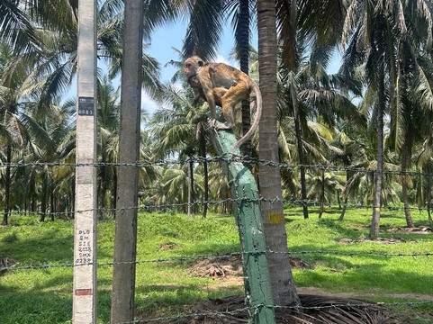 D.S Tours Day Tours-尼甘布必去景点