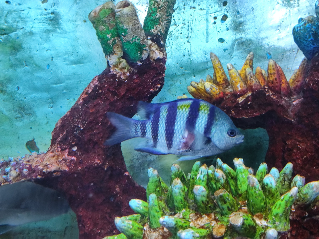 Lokaranjan Aqua World Underwater Zoo-迈索尔必去景点