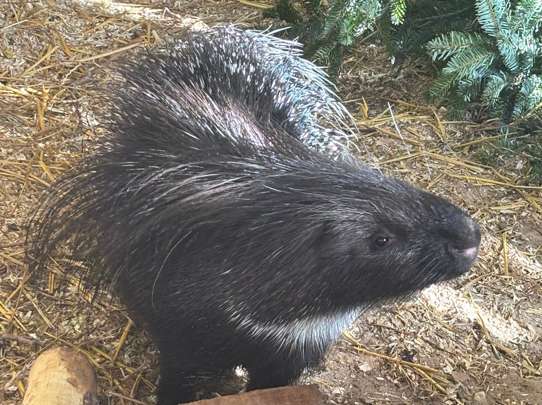 Ark Wildlife Park & Exotic Animal Sanctuary-Stickney必去景点