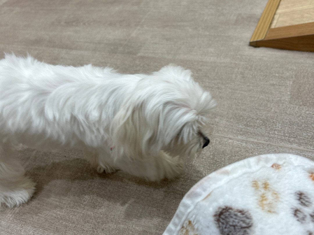 Puppy Cafe Rio Kamakura Komachidori-镰仓市必去景点